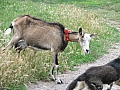 Miejscowa koza. Fot. Piotr Jargusz