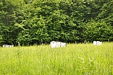 ter_0091