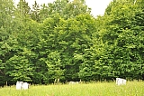 ter_0097