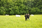 ter_0113