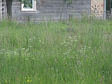 ter_0155
